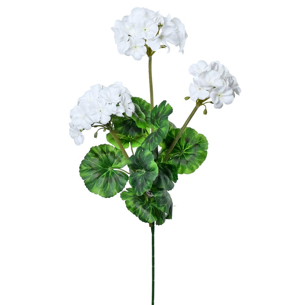 Pelargónie 70 cm bílá_1